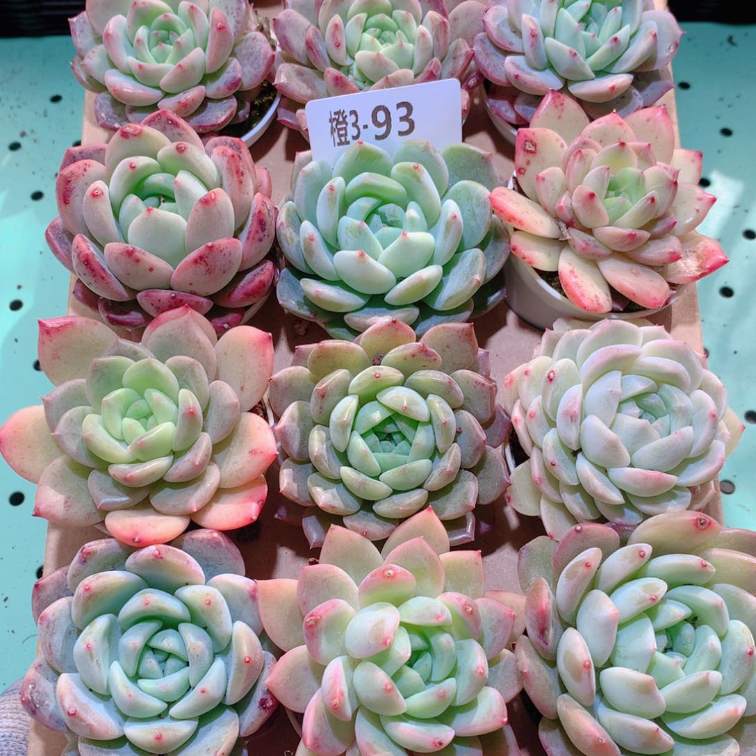 3-93一物一拍多肉带盆18颗
