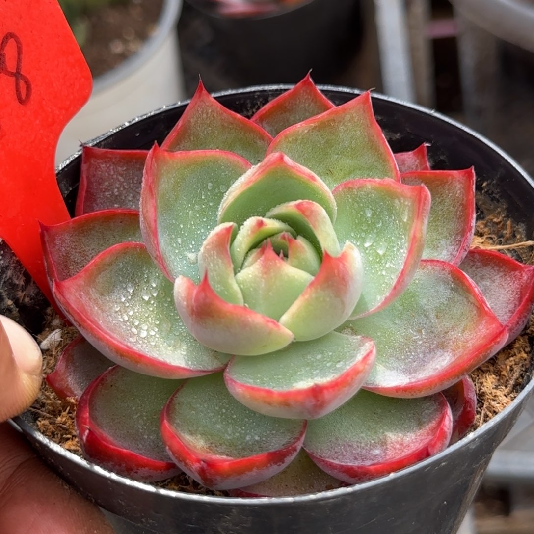 188 惊鸿一物一拍包装收缩花旱