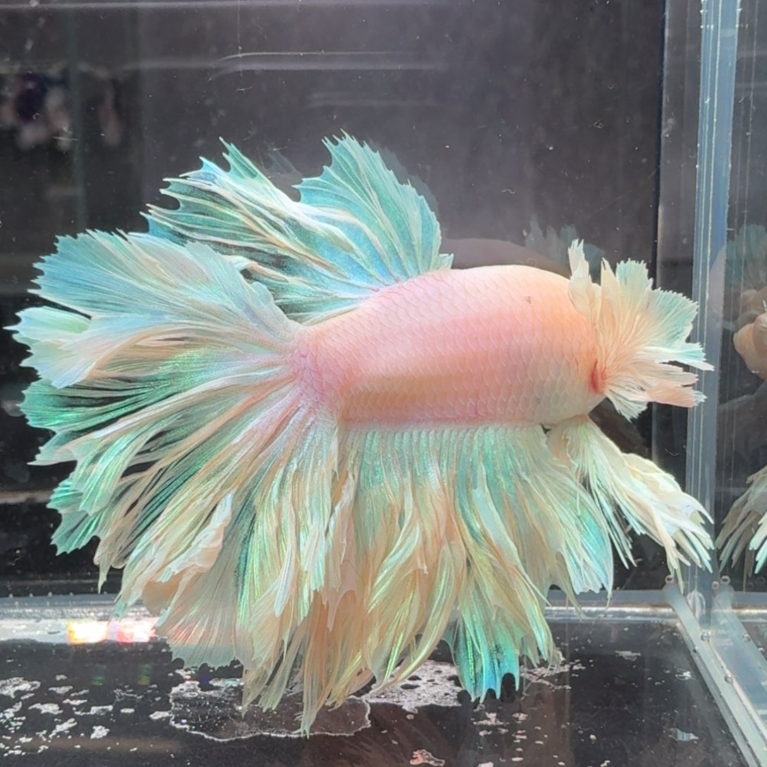 海水鱼21号拍品斗鱼