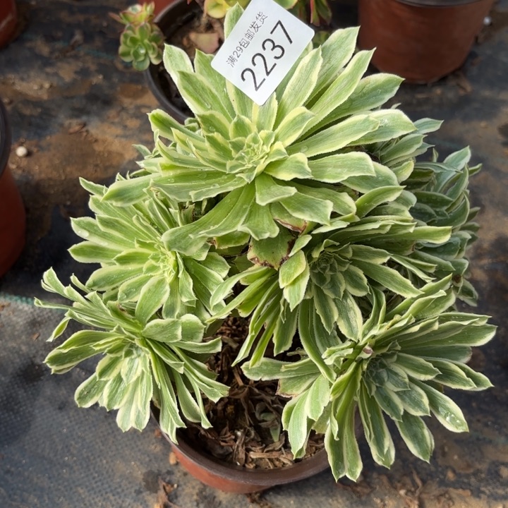 碧浪多肉法师2237