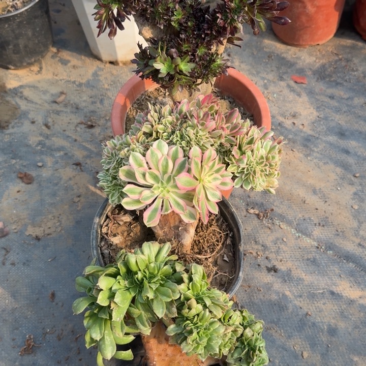 法师默认微瑕223特特特