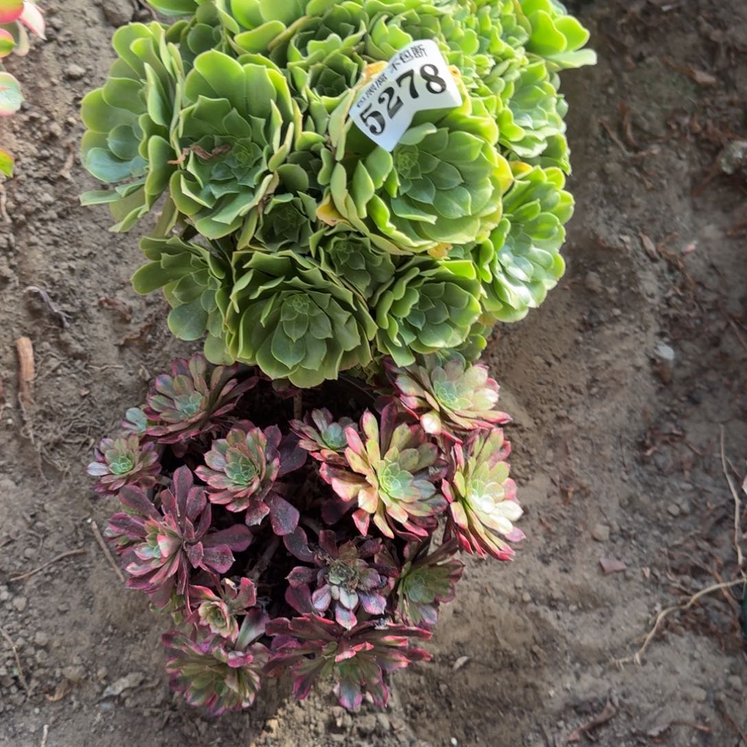 翡翠琉璃 祝融5278 16-48