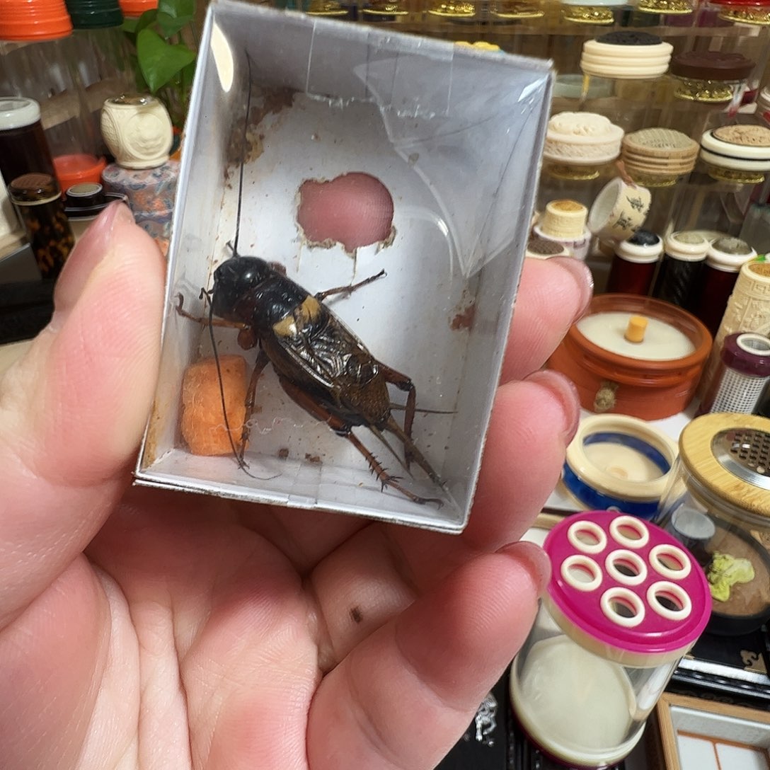 雅***装双斑蟋蟀六只六个