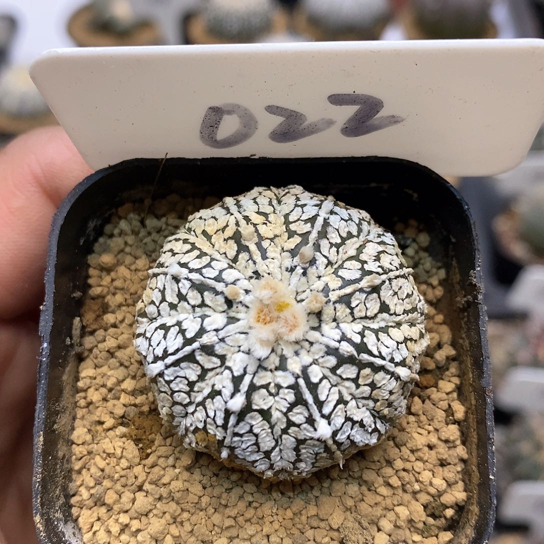 福利特价款漏漏漏啦