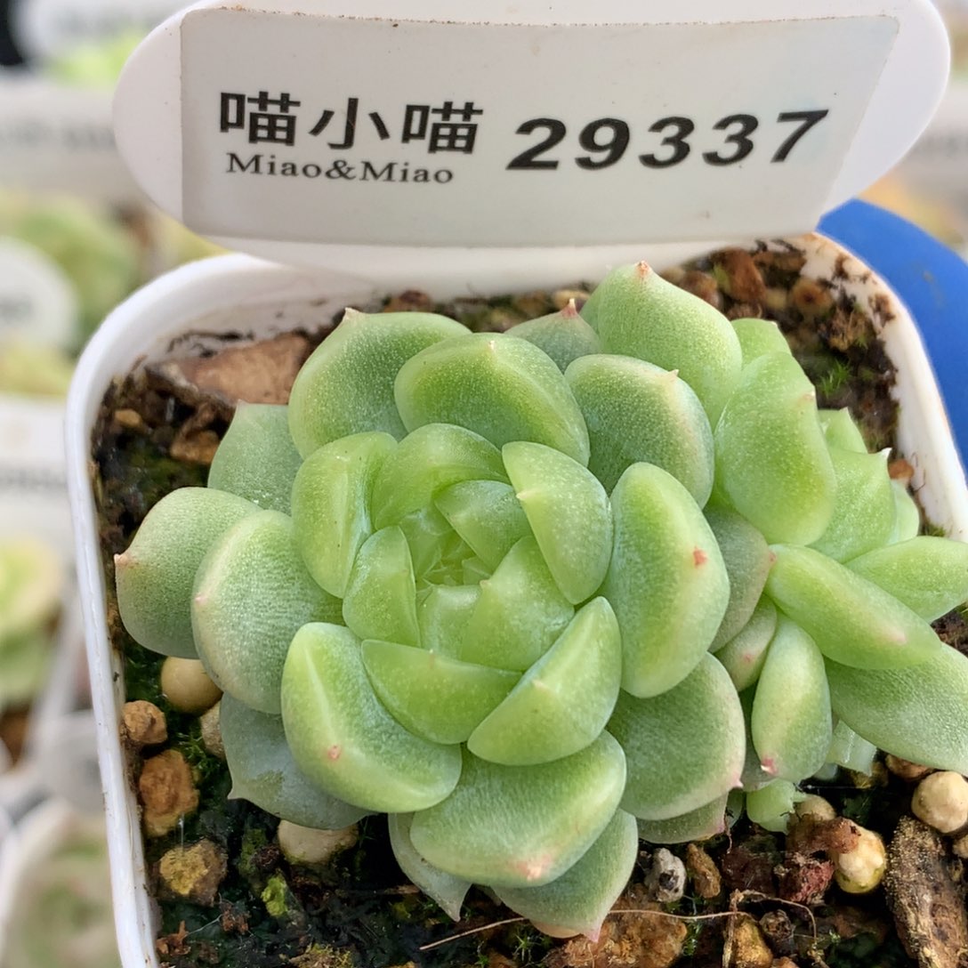 多肉植物杂交珍妮