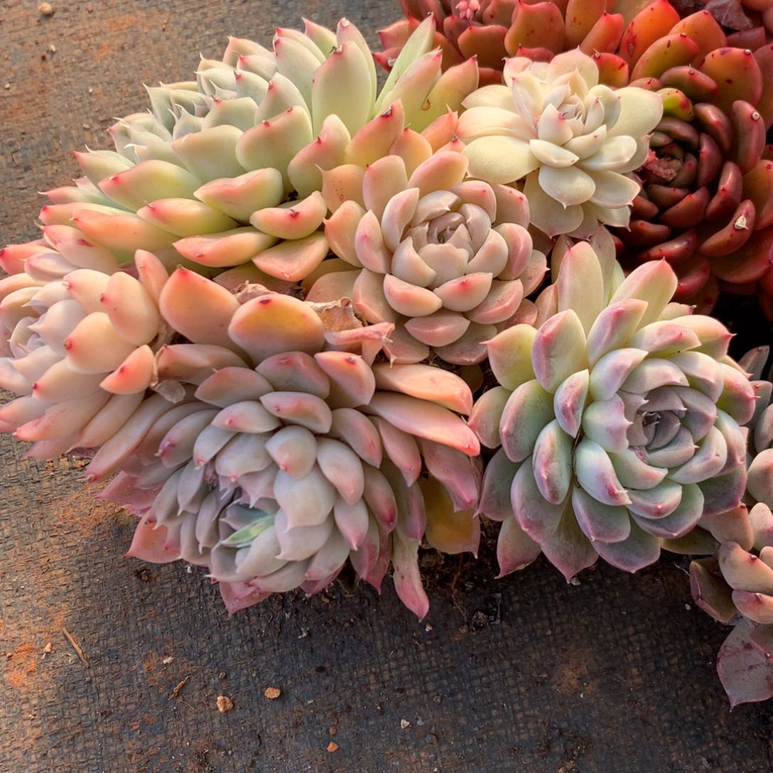 1036新年快乐发发发