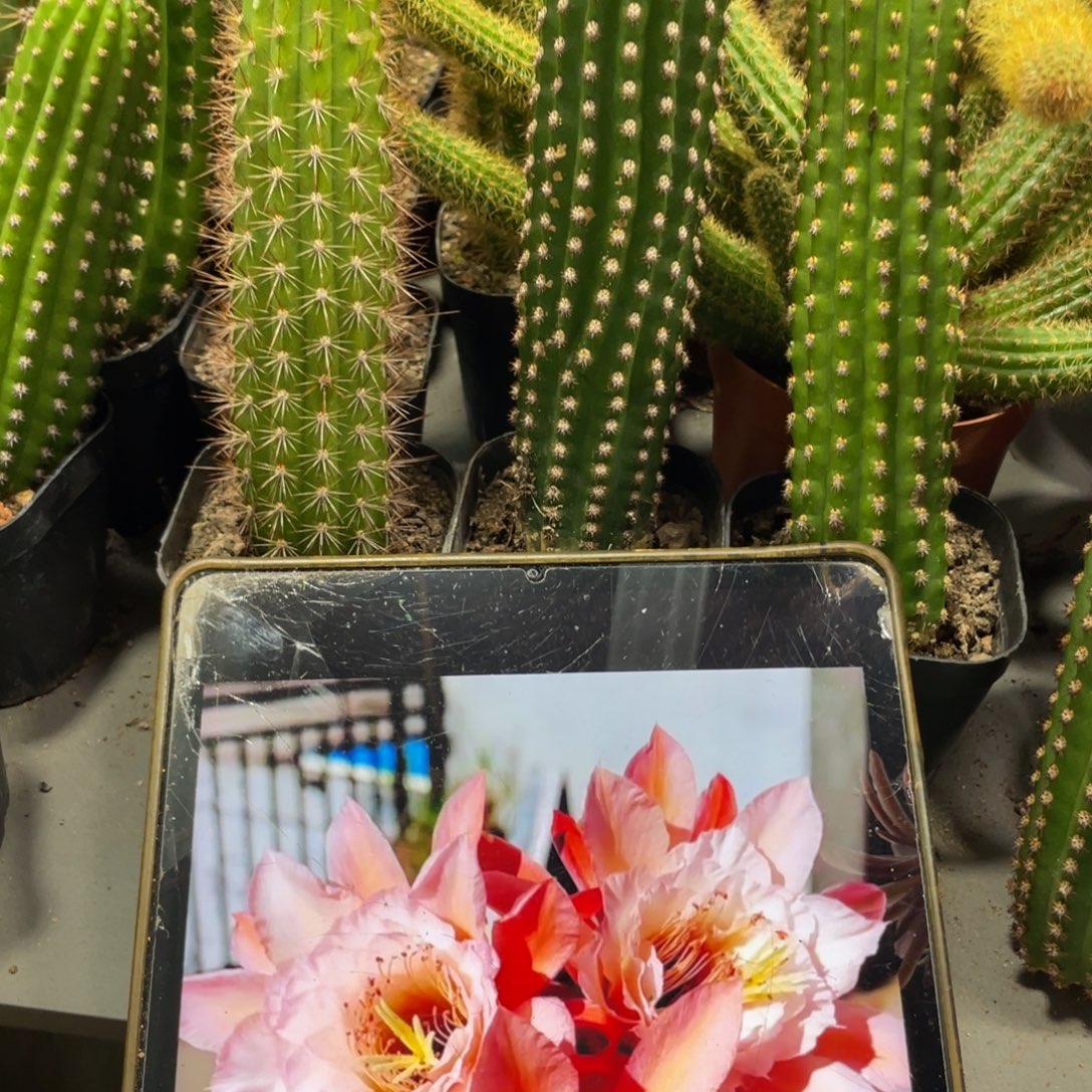 进口金妞金1加金4金3自根三杯组