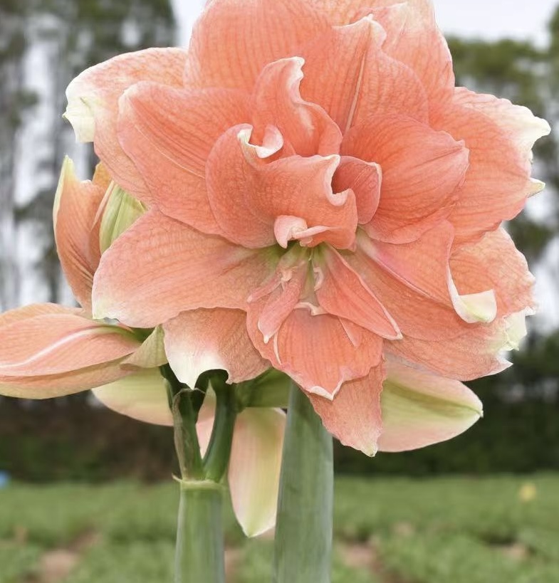 悠暖花开【秘鲁进口朱顶红】珊瑚之星种球根好养活