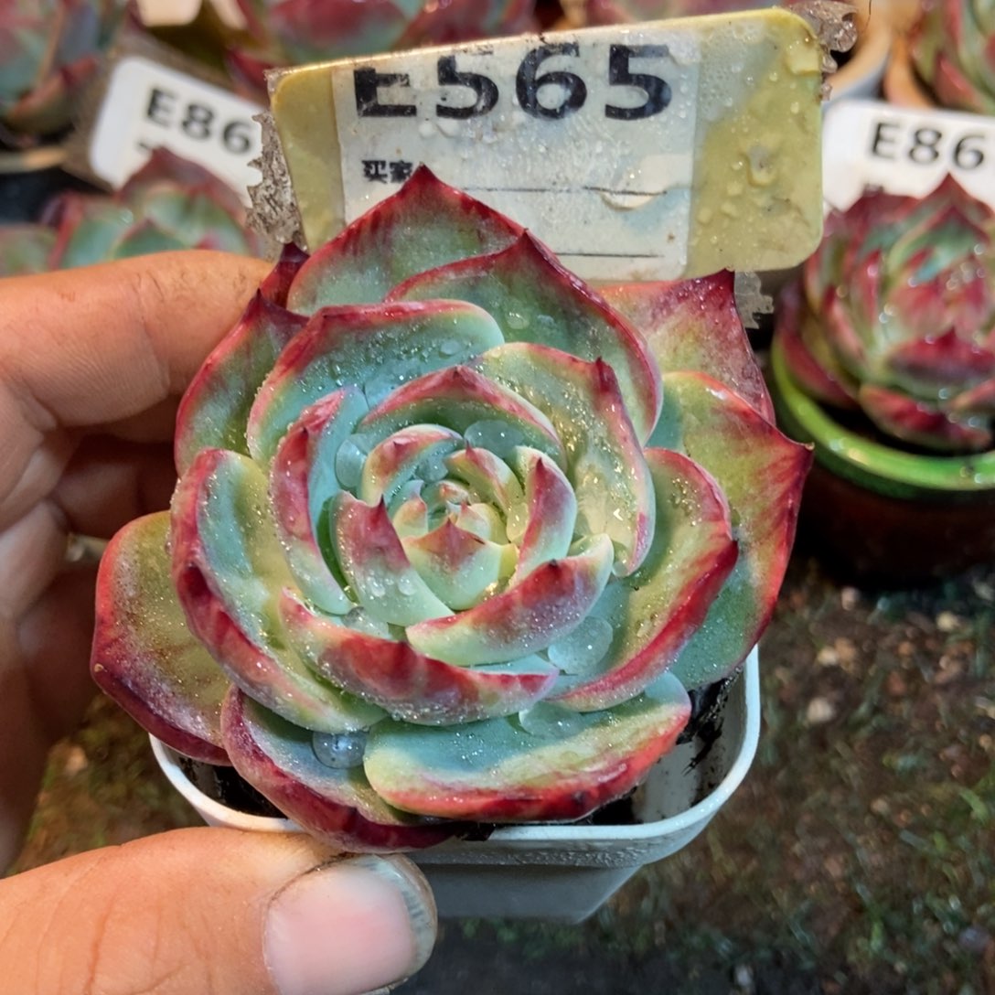 惊鸿一瞥565号楼多肉