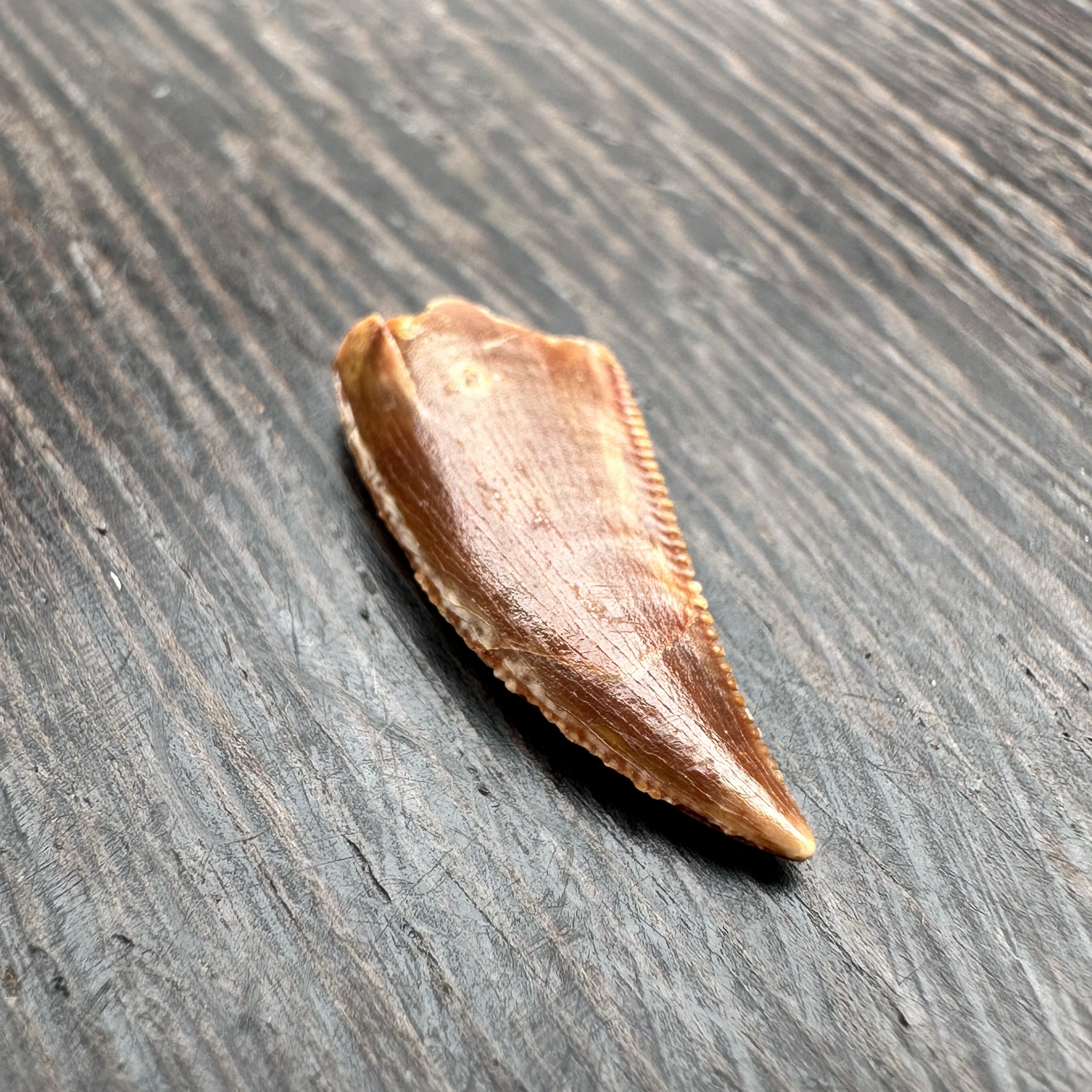 1.6厘米阿贝利|肉食性恐陇牙牙摩洛哥KMKM精美摆件创意礼物收藏