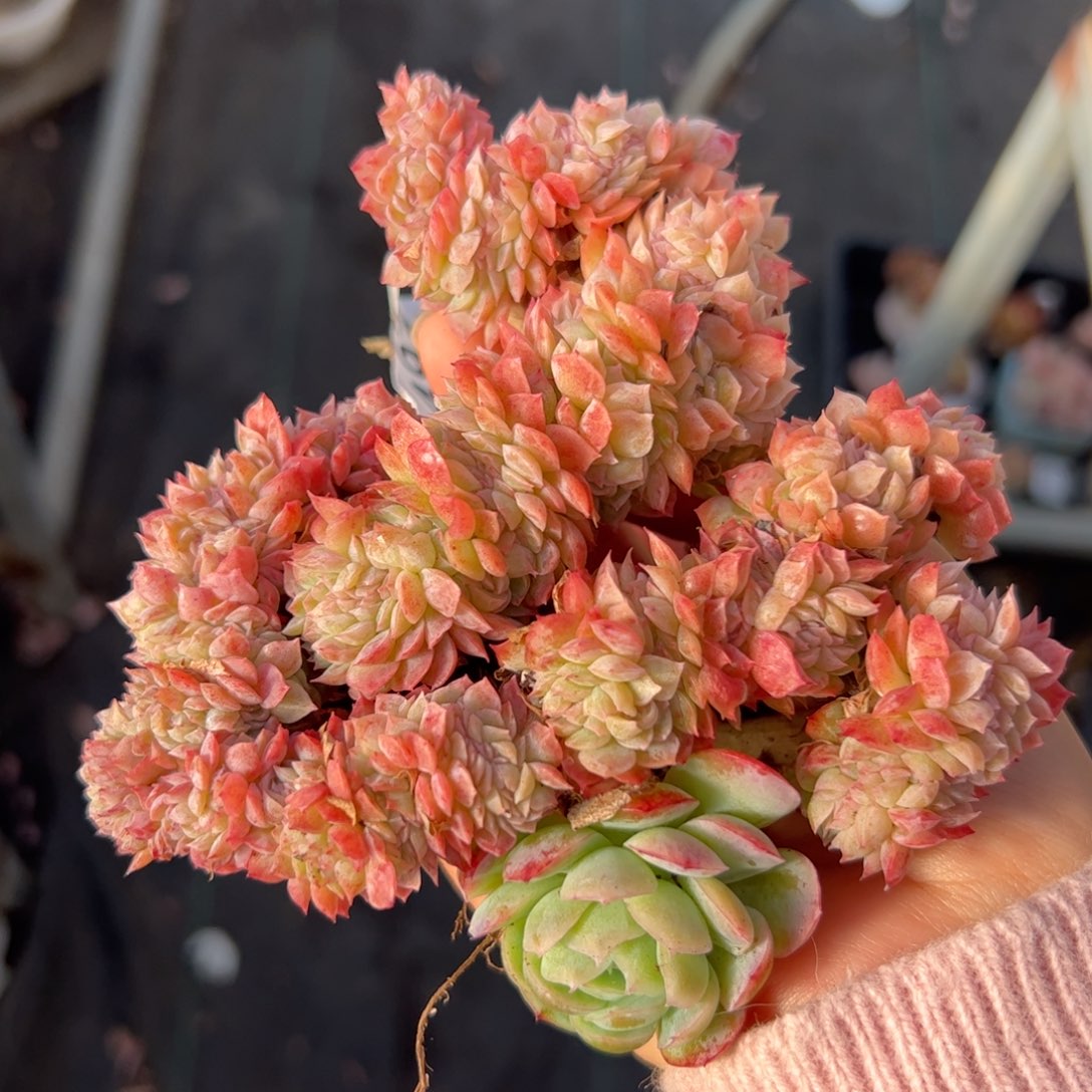 492 满38包邮一物一拍