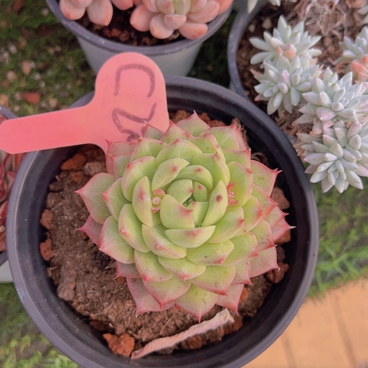 健健康康平平安安