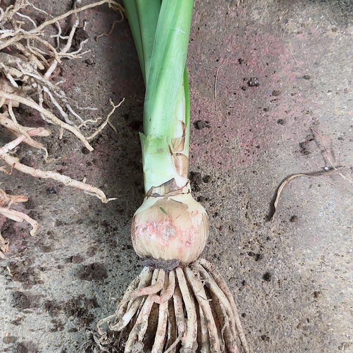 无花朵汤姆包对版