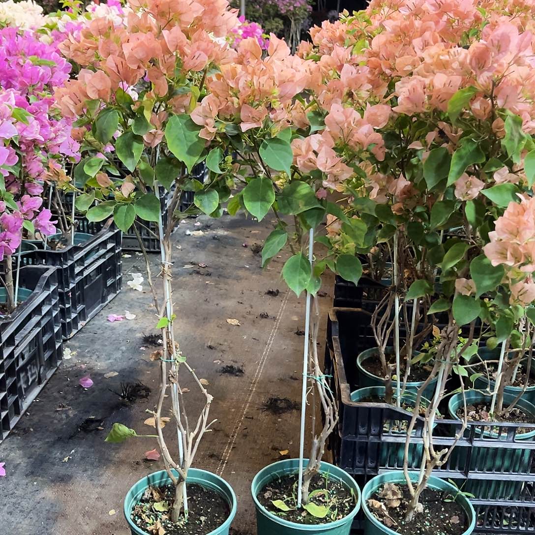 大部分花苞少量开放马斯棒棒糖带竹一颗