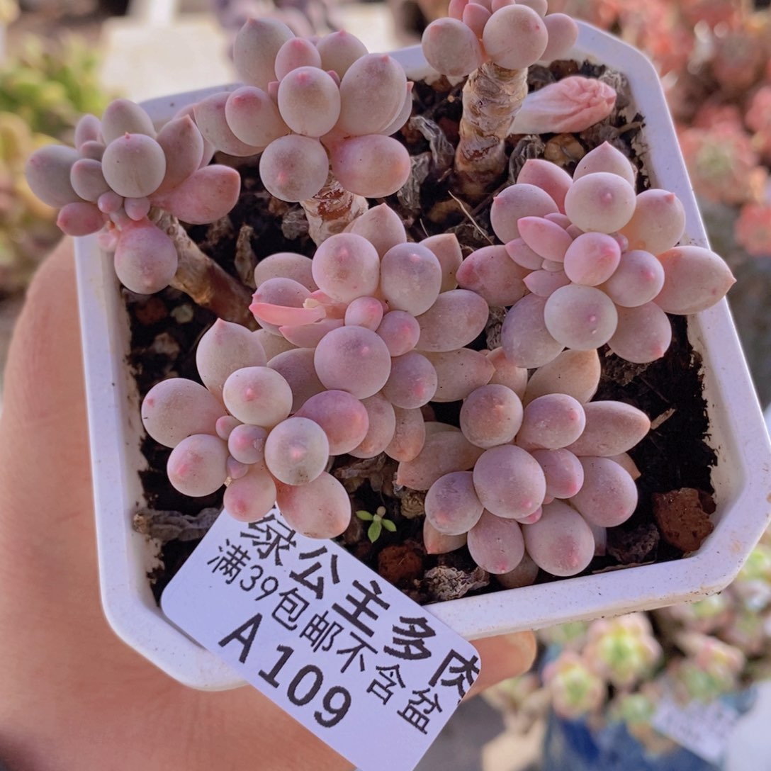 婴儿手指老桩8cm109多肉植物