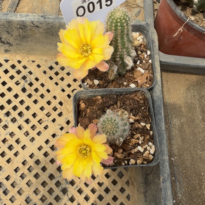 黄锯齿白檀量拍一颗o015