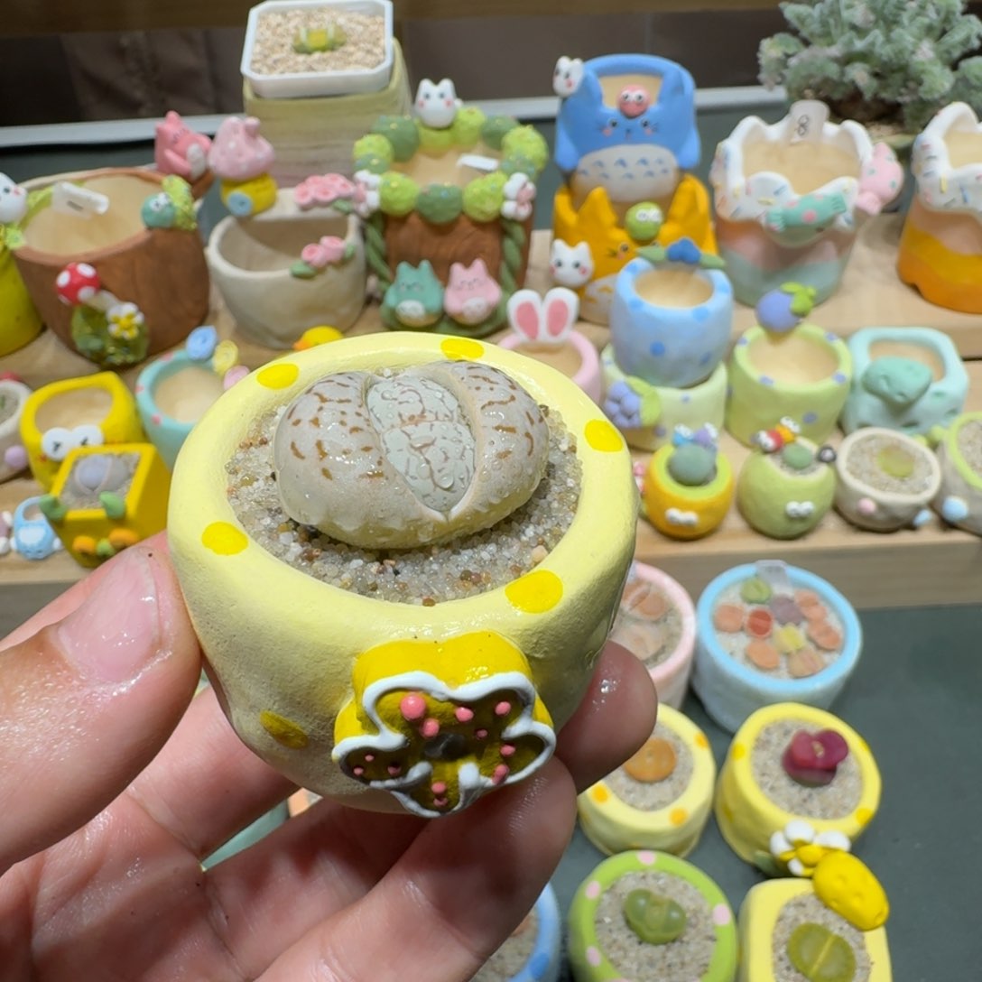 红陶蘑菇712大白