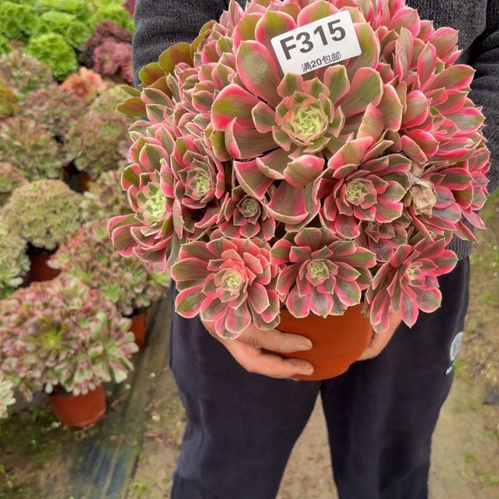 瑞妈，，，。。。。。315女妖，