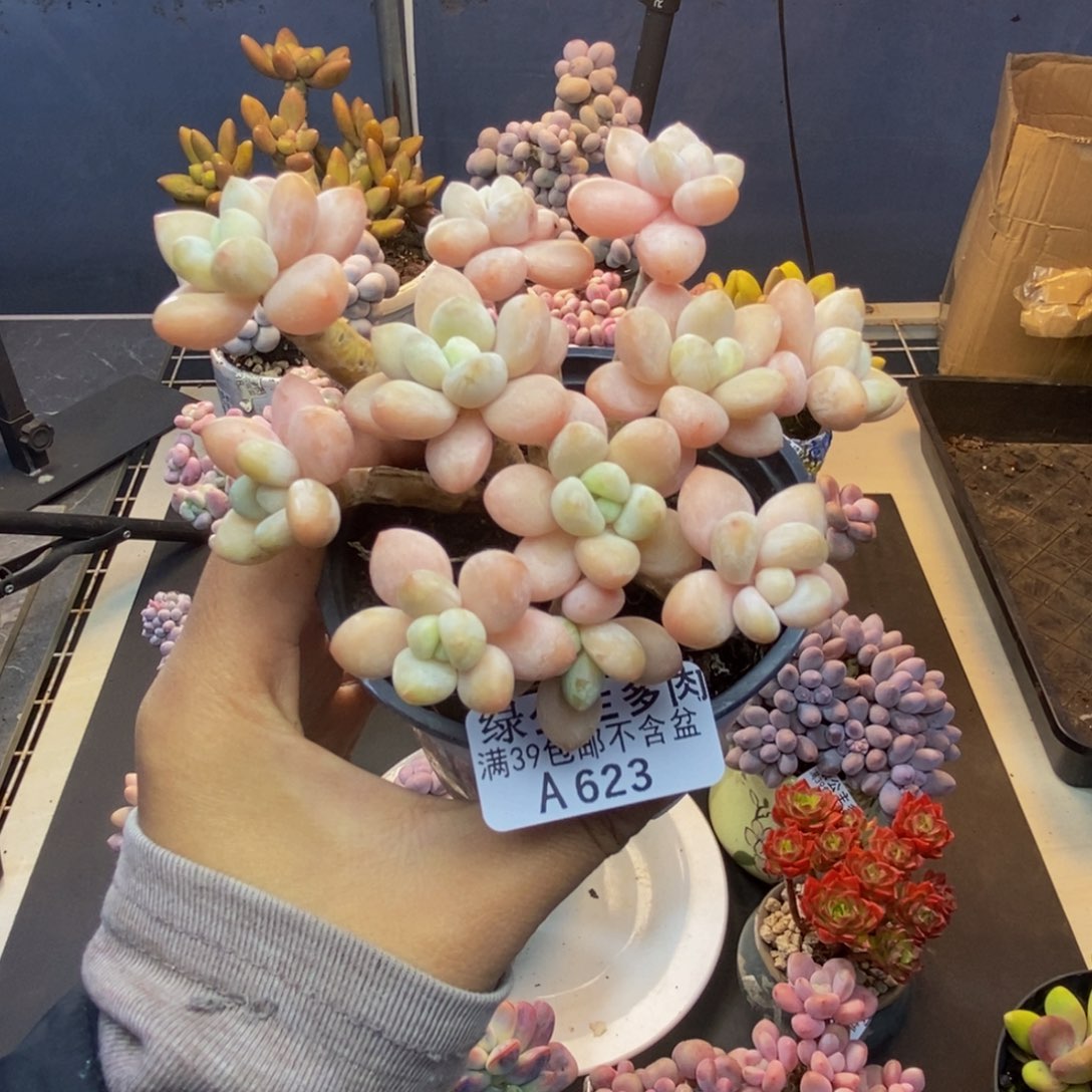 623橘子香水多肉8cm