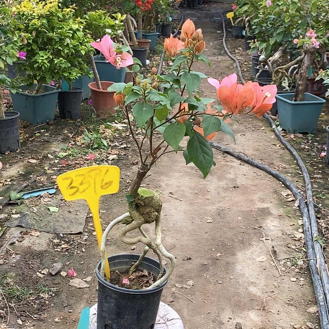 大部分开放少量花苞粉苏瓦娜3396