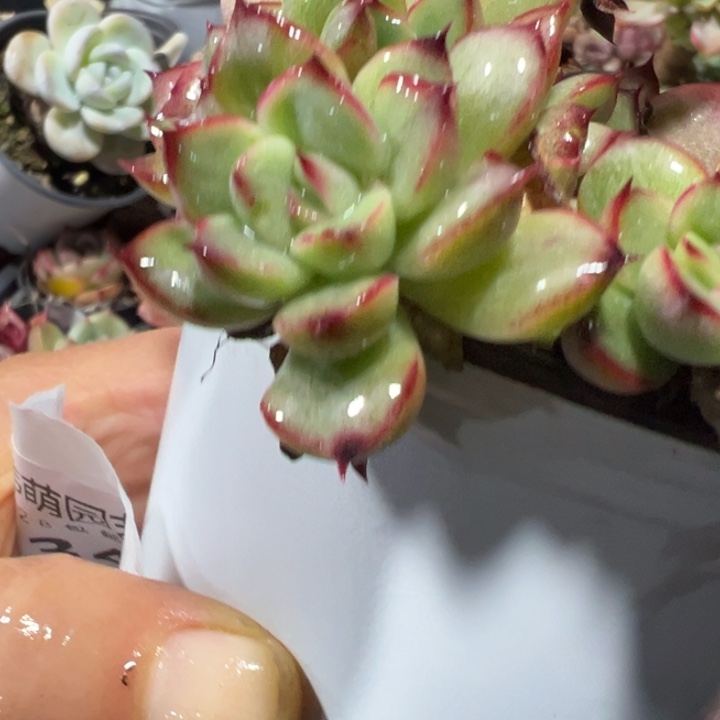 荷花锦多肉植物34