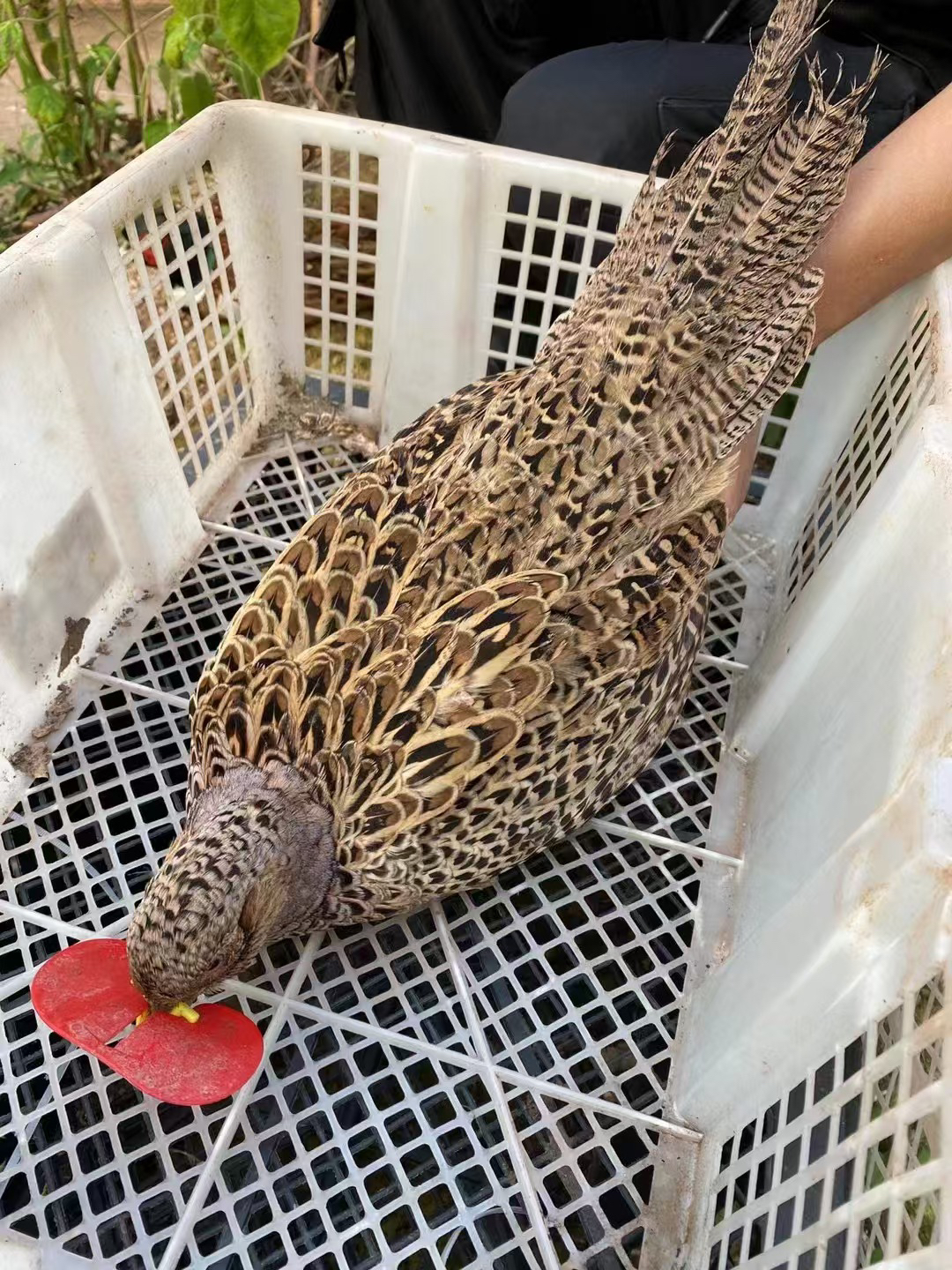 《三只母鸡》农家散养到手3只成年鸡粮食喂养包邮包售后