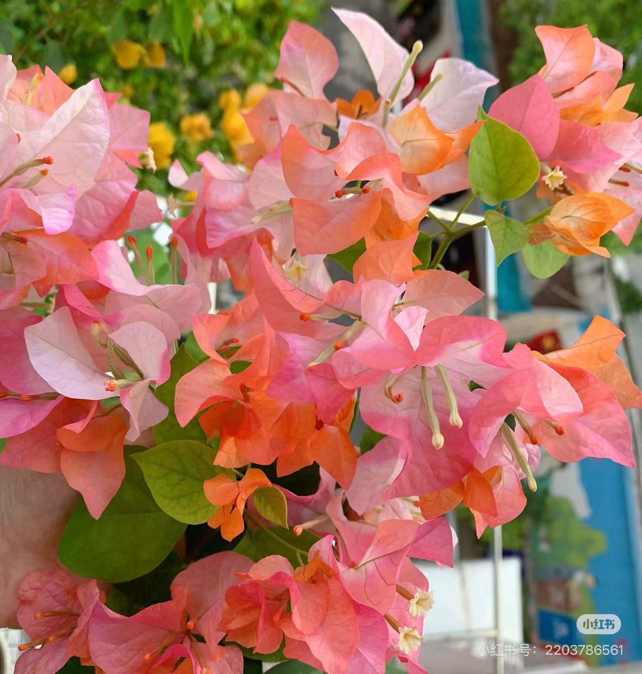 三角梅花卉营养有机肥（家禽肥）