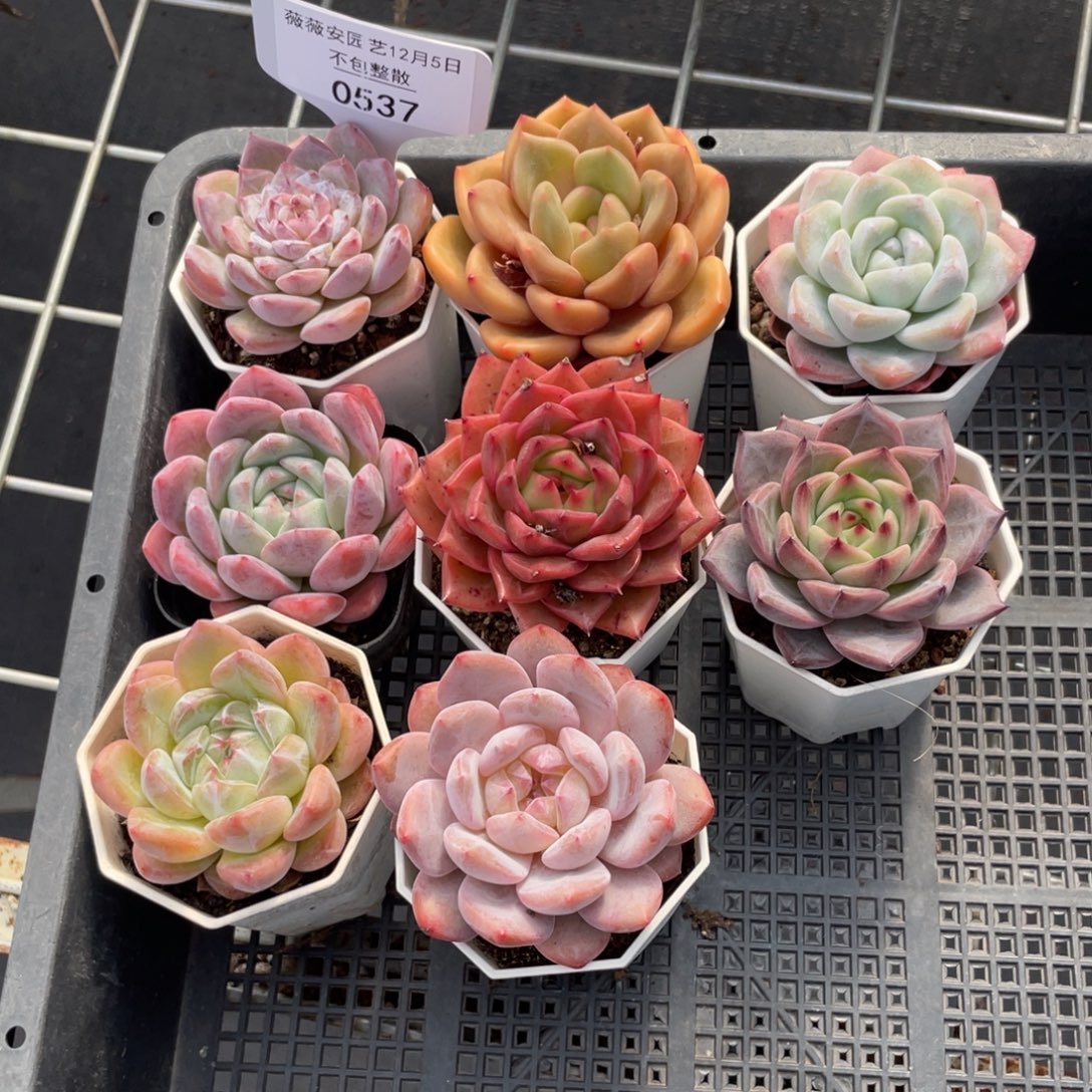 不包整散 盆子不售后0537