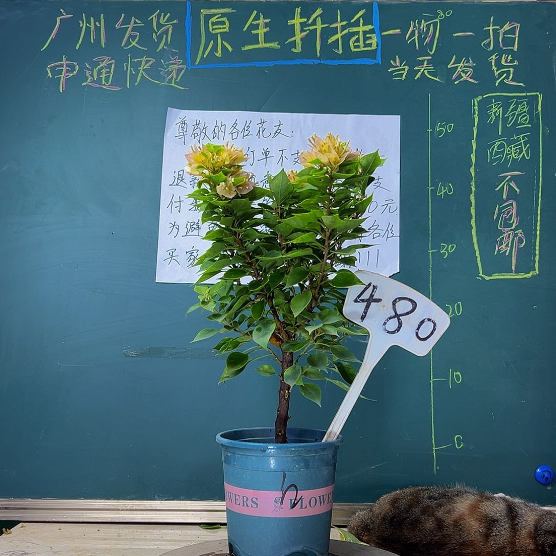 当前无花栽培后可以开花  塔黄  480