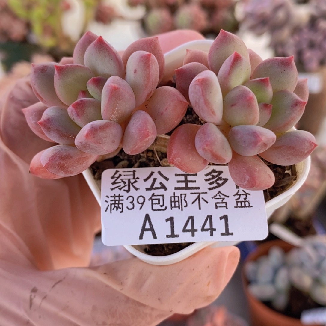 丽芙美人6cm1441多肉植物