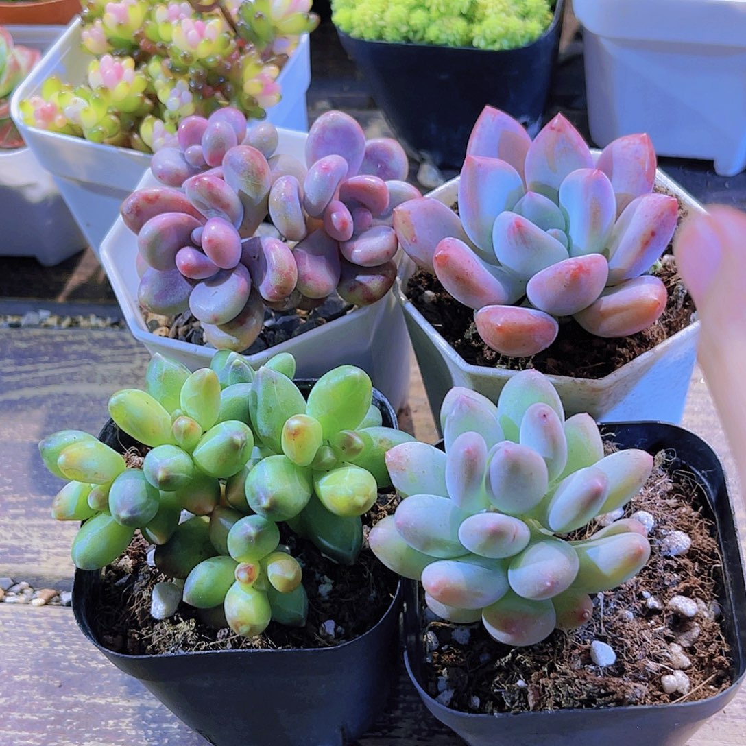 如图四盆11111111111