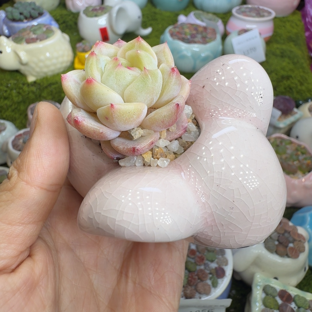 多肉植物的福利1319