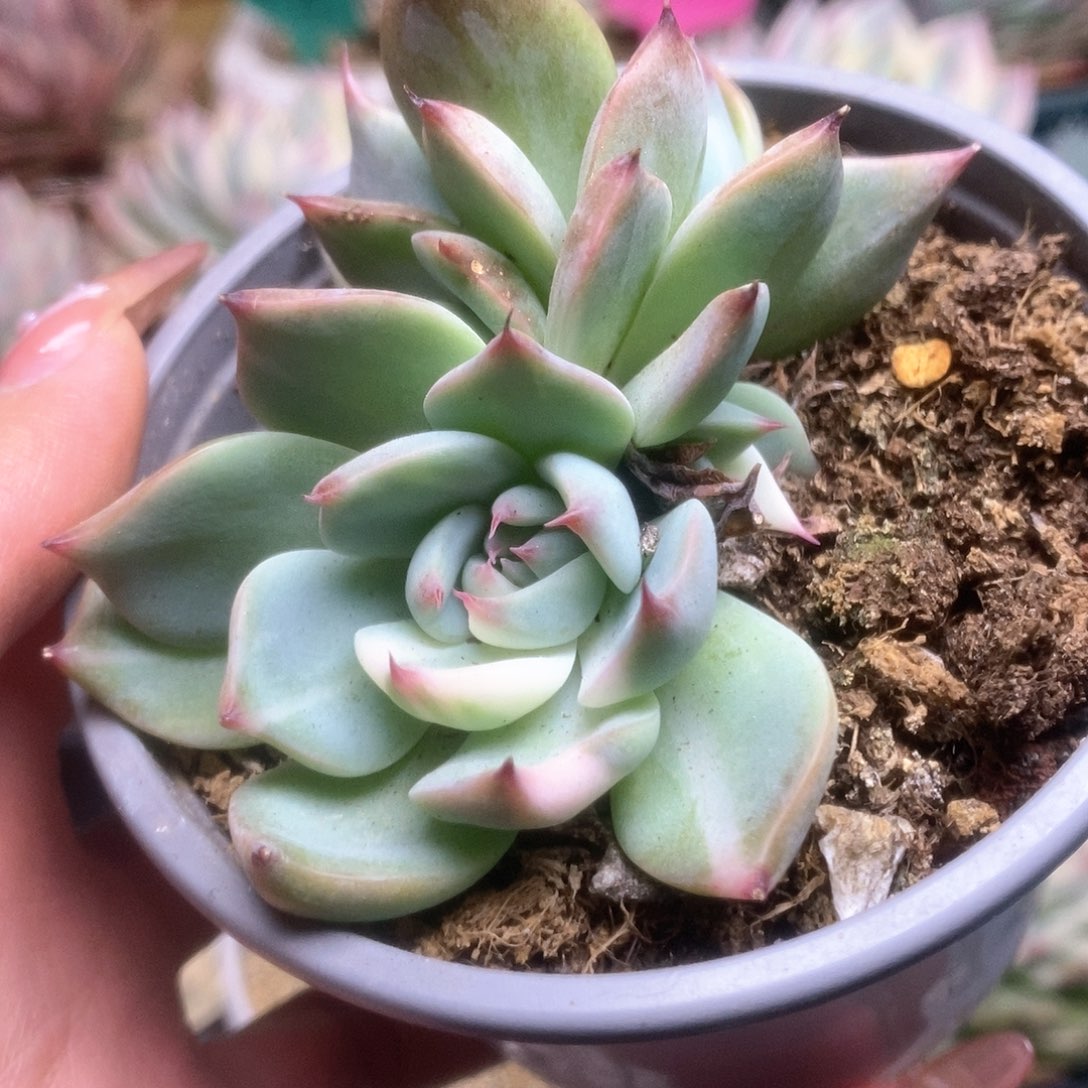 109锦锦锦锦锦锦锦