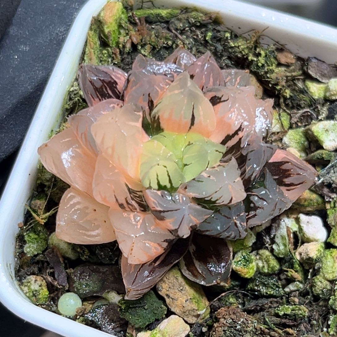 恭喜发财大吉大利607