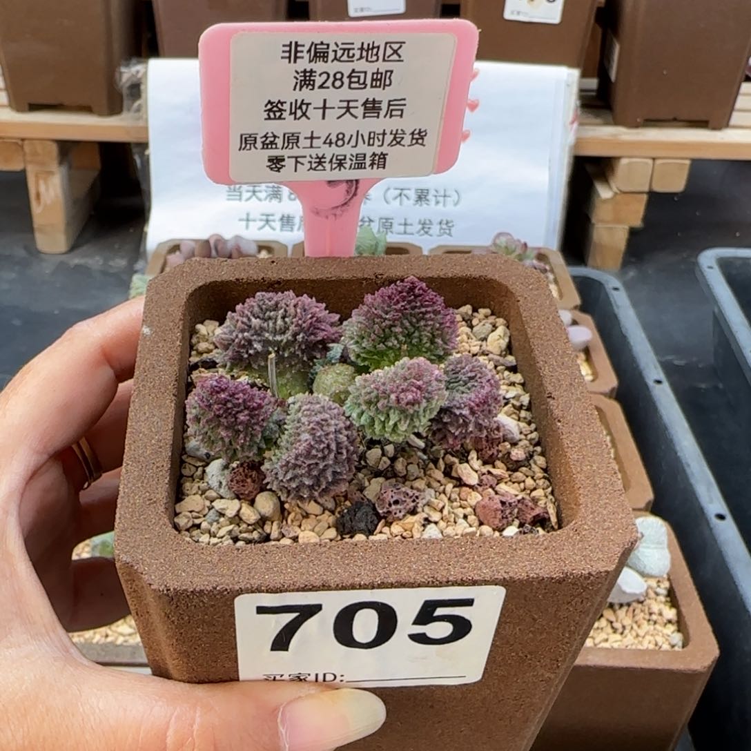 一***子705红绣球多肉植物