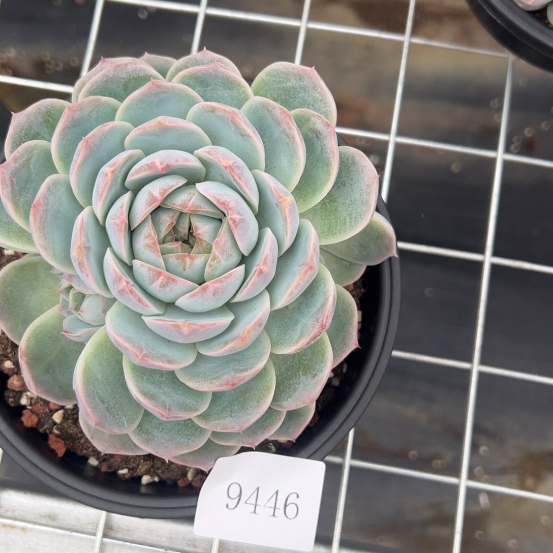 果**台9446肉肉肉肉肉肉肉