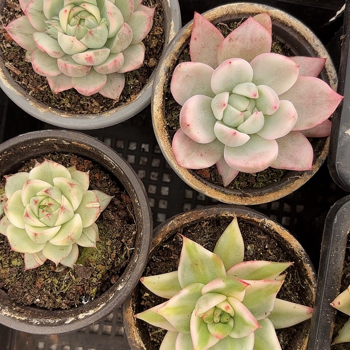 高货锦两颗品种不指定