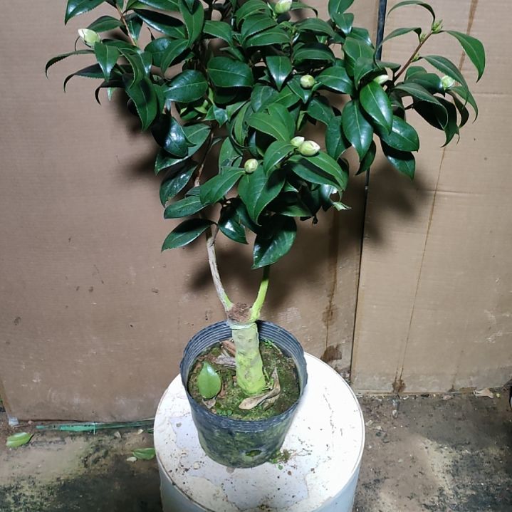 343哈利斯顿，原盆原土，不包邮