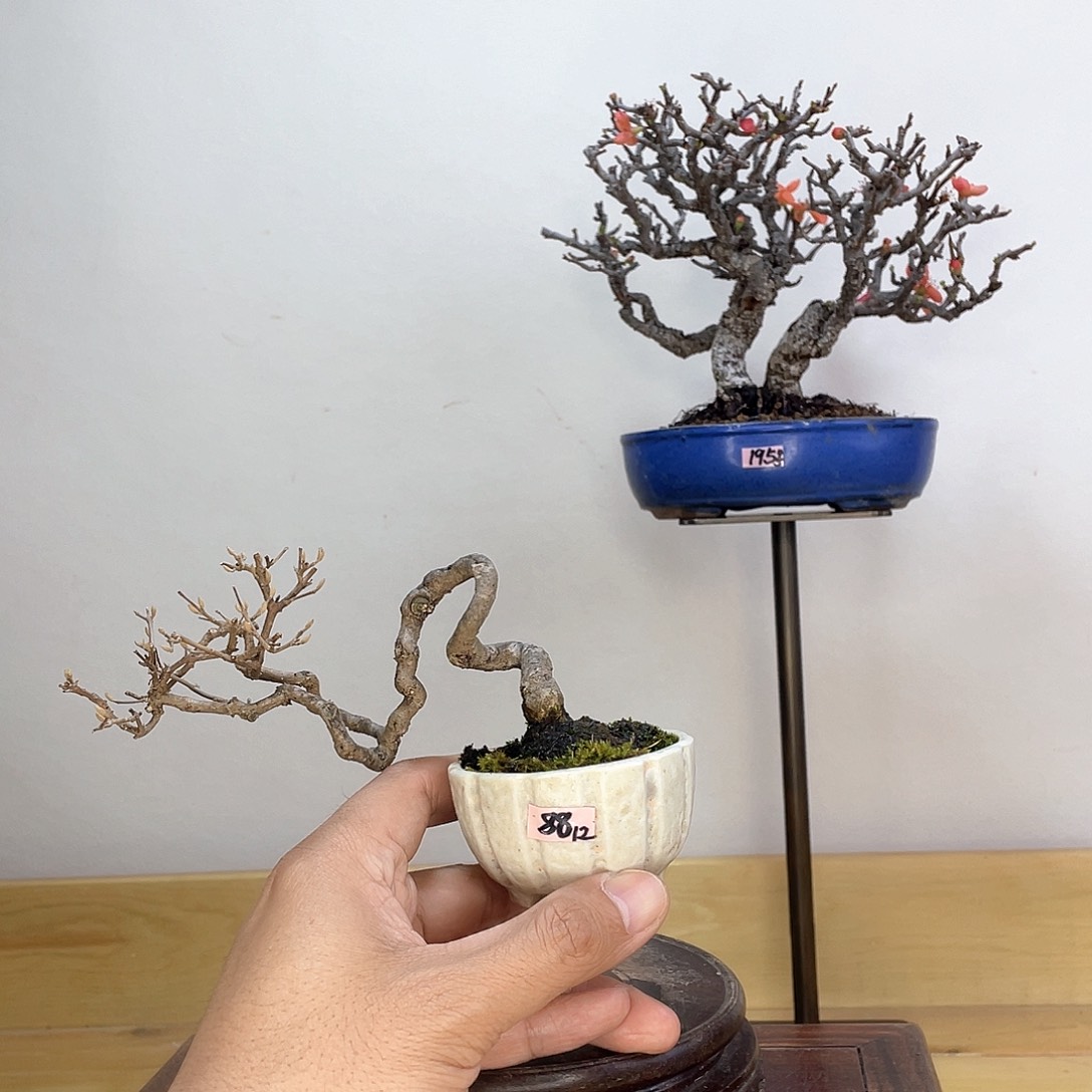 木本紫珠盆栽盆栽