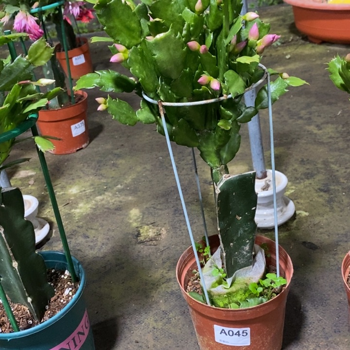 大部分花苞少量开放045嫁接047