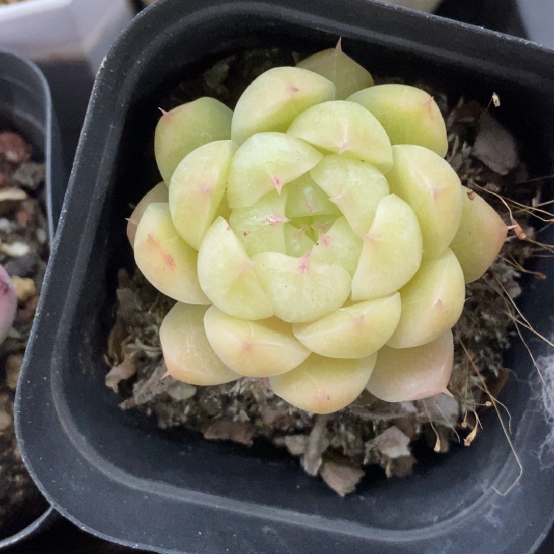 精品多肉一物一拍不包整293