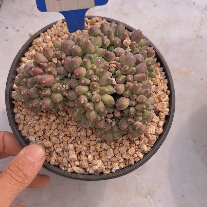 健健康康平平安安