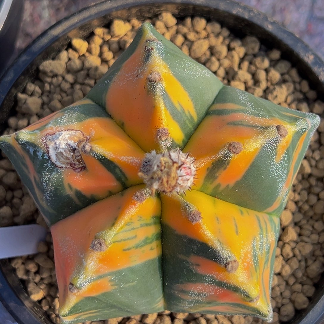 m微瑕爱马仕成一口价锦位超好