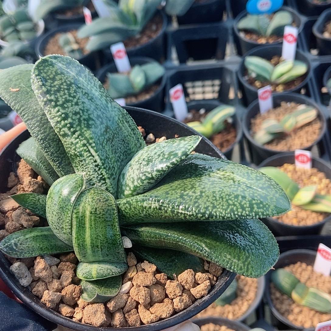 346转实生真短真厚带盆发货