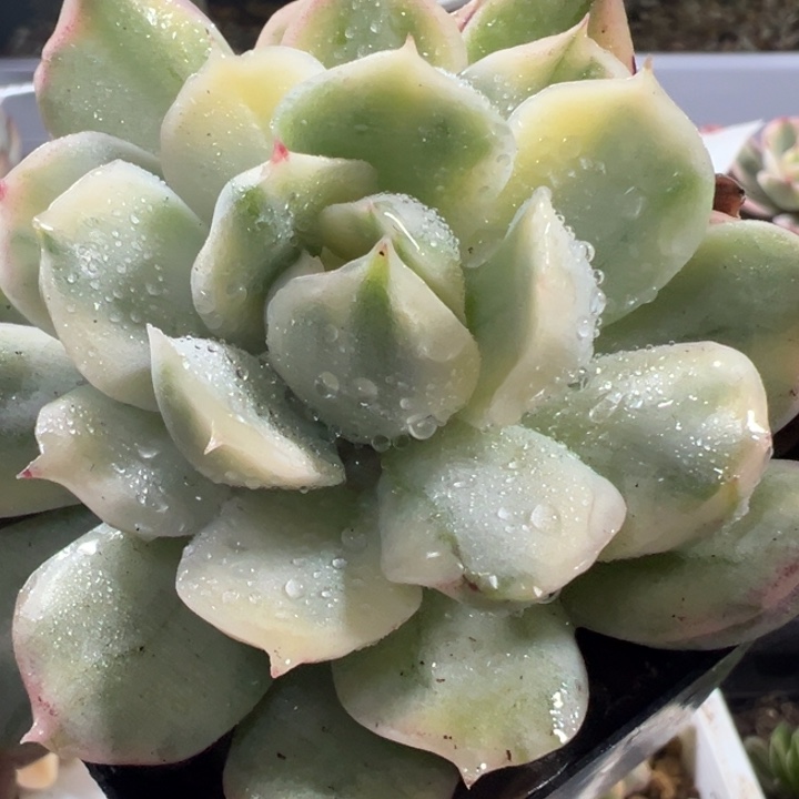 蛋糕锦多肉植物475