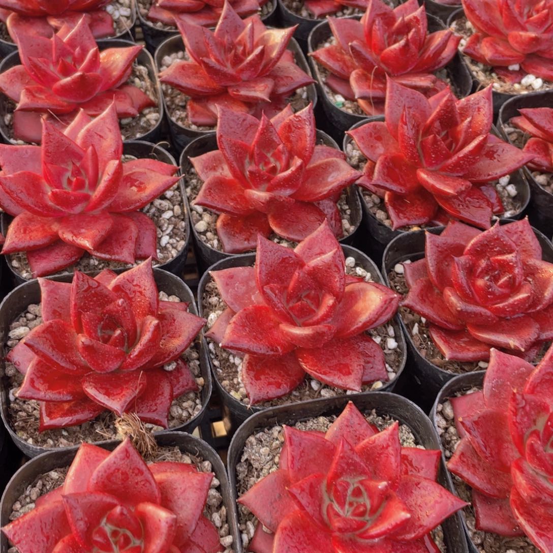 量拍35号 血色罗宾单头2个