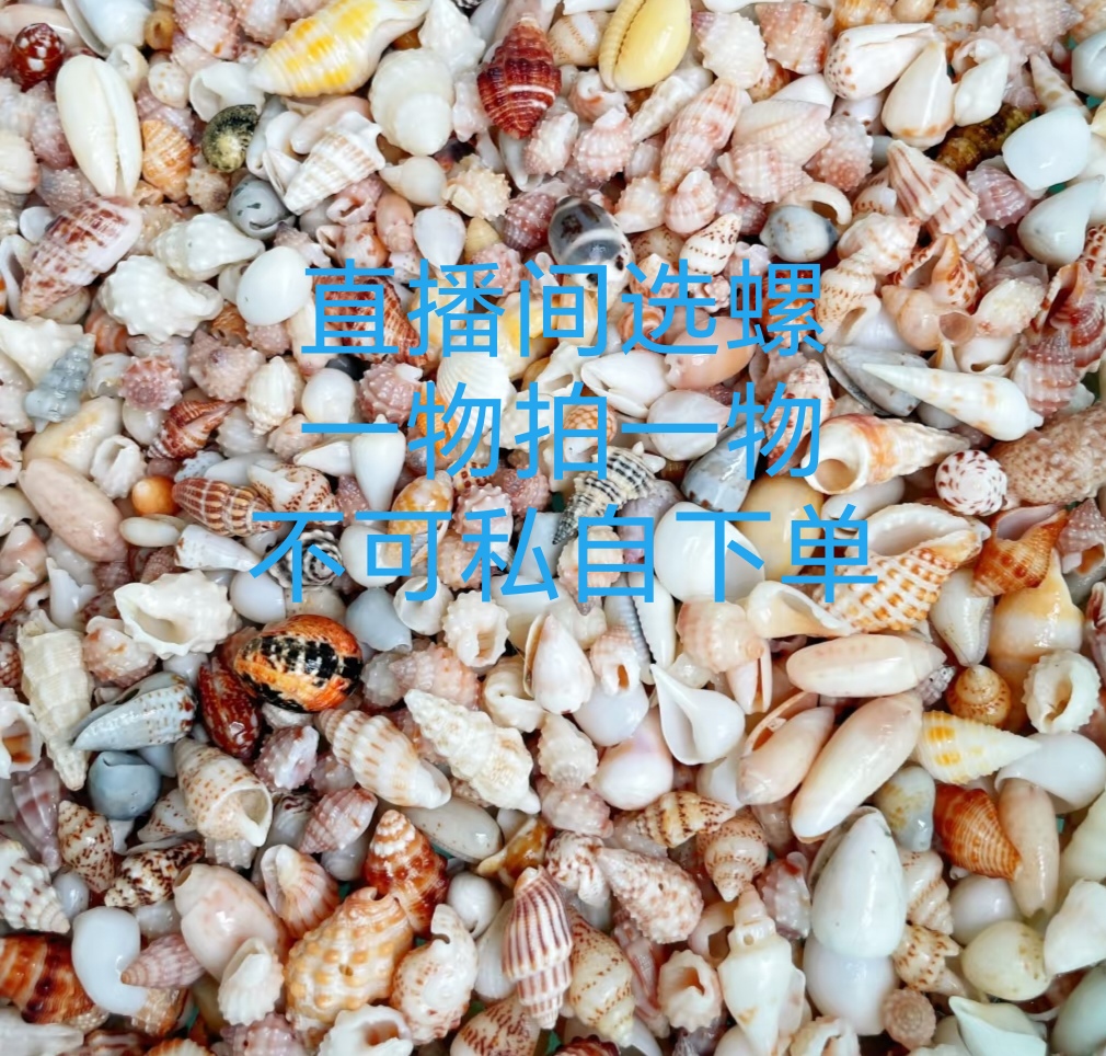 直播间专拍，天然海螺微有瑕，介意慎拍，不支持退货，贝壳海螺收藏品