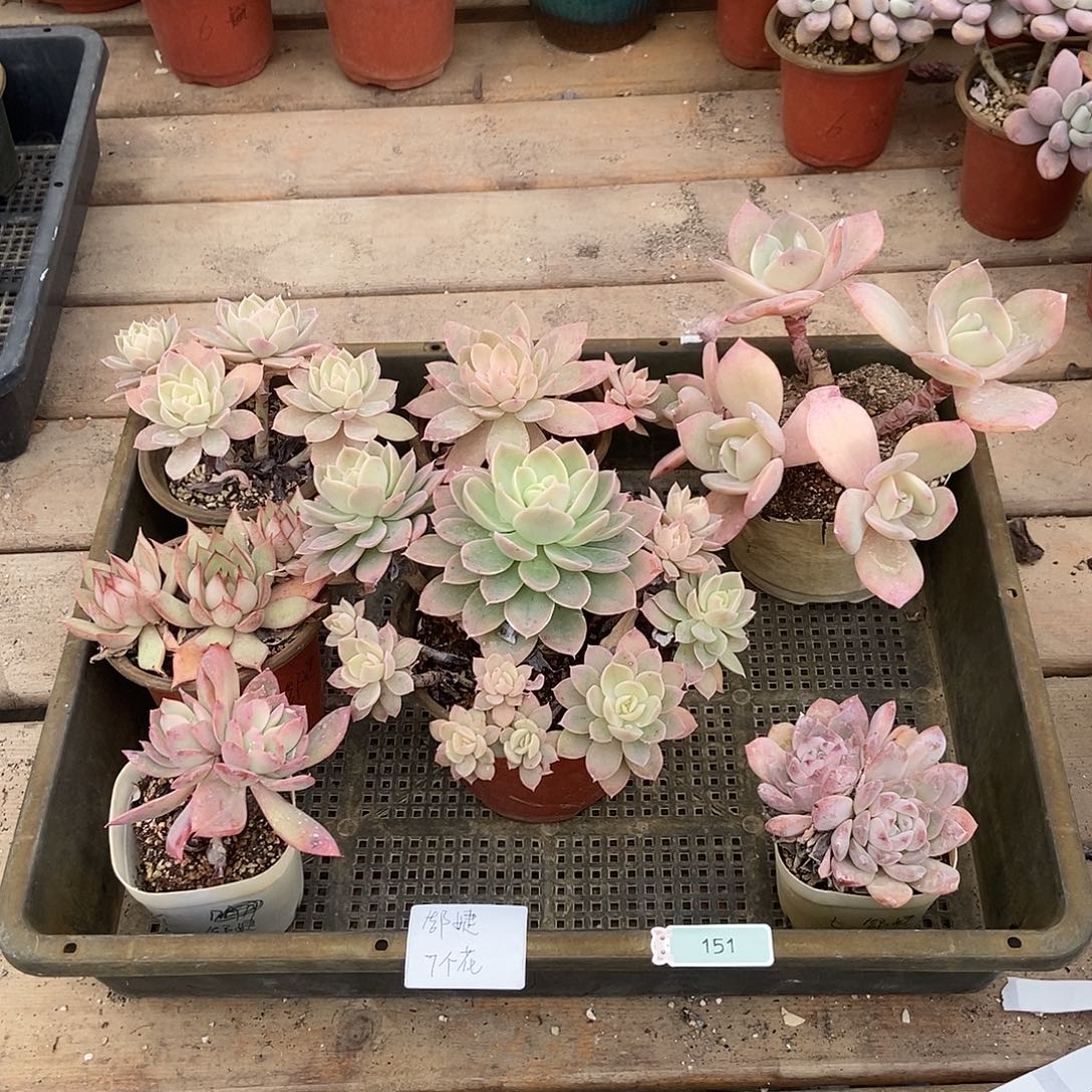 151号花7个浩捷专拍