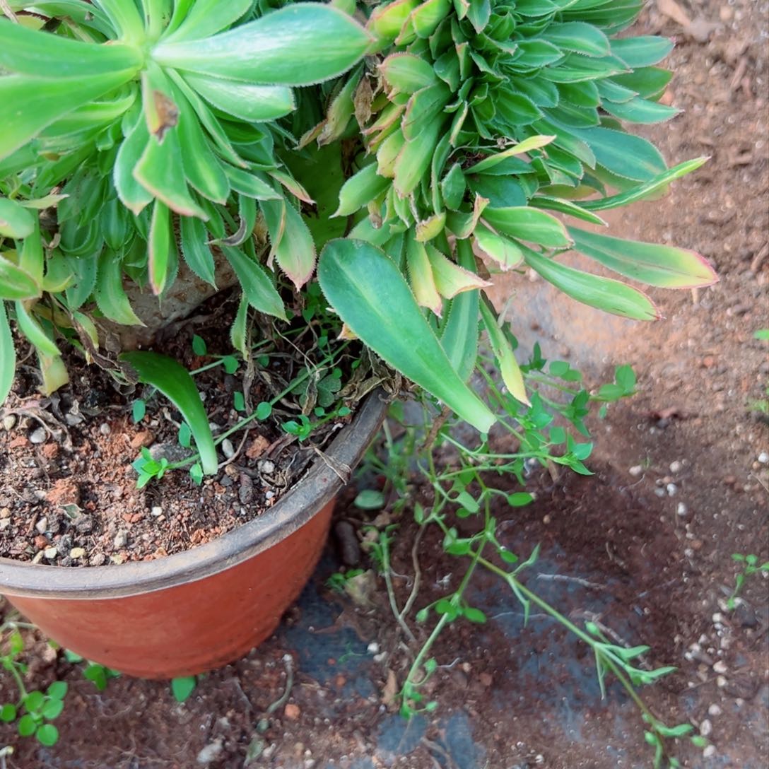 我1386 号多肉法师新年特价