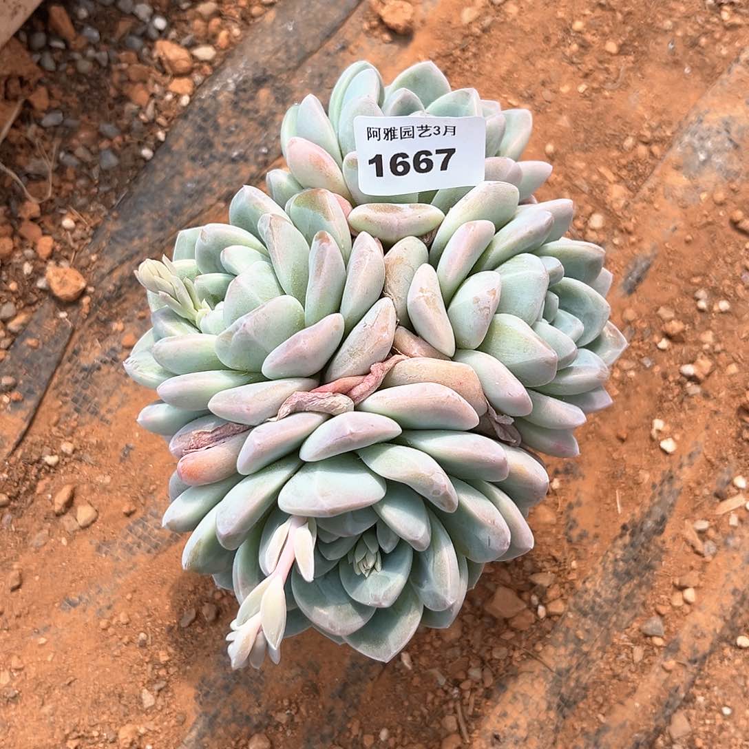 阿雅园艺。   1667